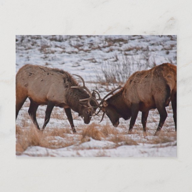 Carte Postale Elk dans le Parc national des Rocheuses (Devant)