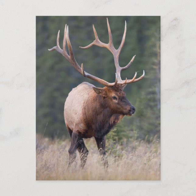 Carte Postale Elk de montagne Rocky (Devant)