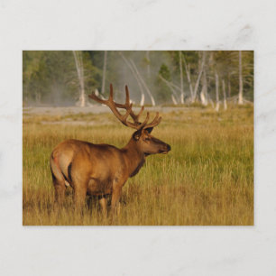 Carte Postale Elk de montagne Rocky   Parc national de Yellowsto