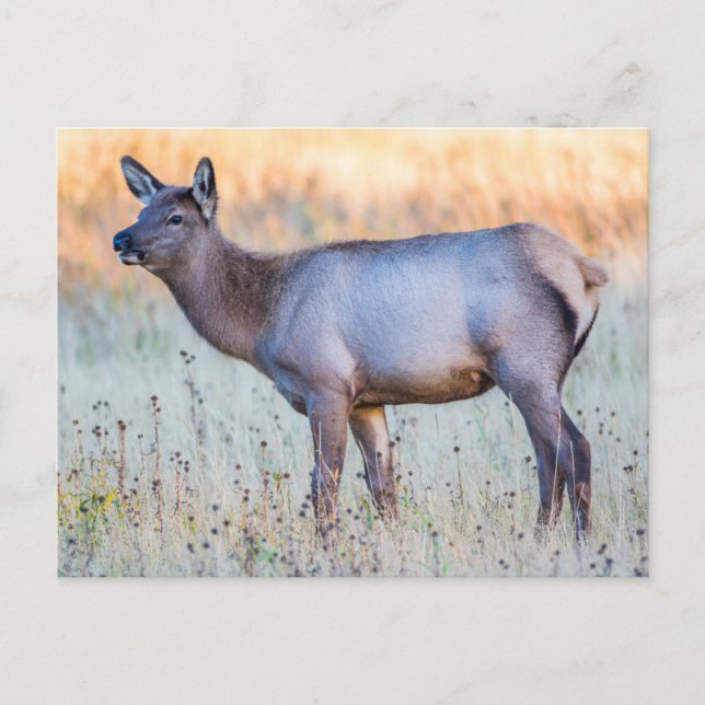 Carte Postale Elk de veau | Madison Junction, Wyoming (Devant)