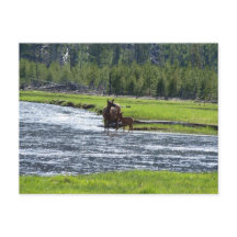 Elk et bébé dans la rivière