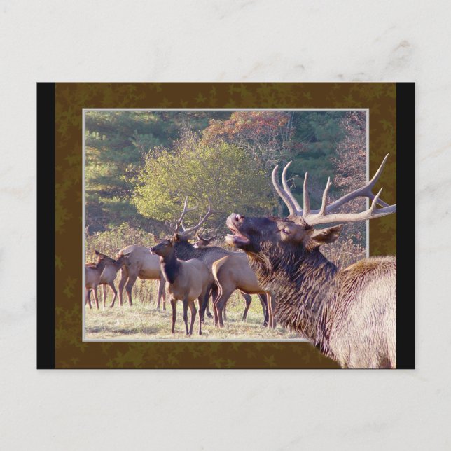 Carte postale Elk Herd 2 (Devant)