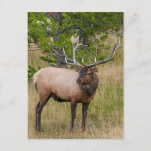 Carte Postale Elk Lake Village Yellowstone National Park Wyoming