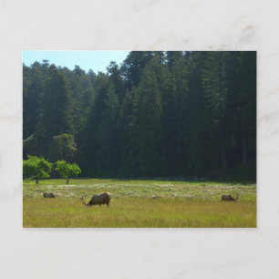 Carte Postale Elk Meadow at Redwood National Park