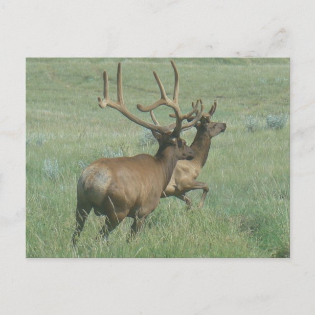 Carte Postale Elk taureau E56 en velours (Devant)