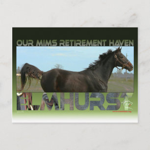 Carte Postale Elmhurst - Gagnante de la Coupe '97 Breeders'