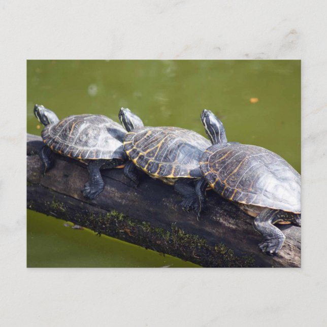 Carte Postale Embouteillage (Devant)