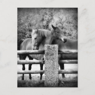 Carte Postale Embrassage des chevaux - Horse Love Photographie