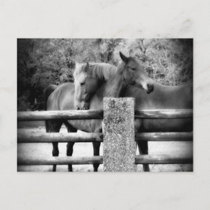 Carte Postale Embrassage des chevaux - Horse Love Photographie