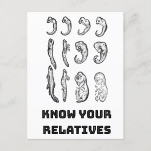 Carte Postale Embryogenèse de l'évolution