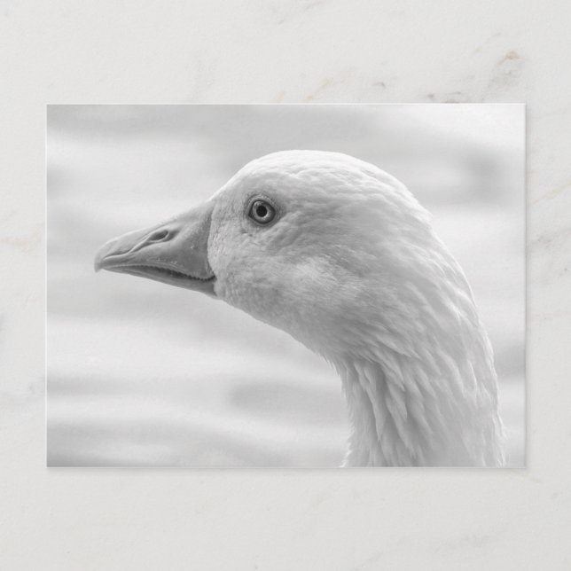 Carte Postale Emden Goose B&W, Roath Park Lake, Cardiff, Pays de (Devant)