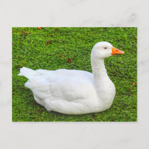 Carte Postale Emden Goose, Roath Park Lake, Cardiff, Pays de Gal