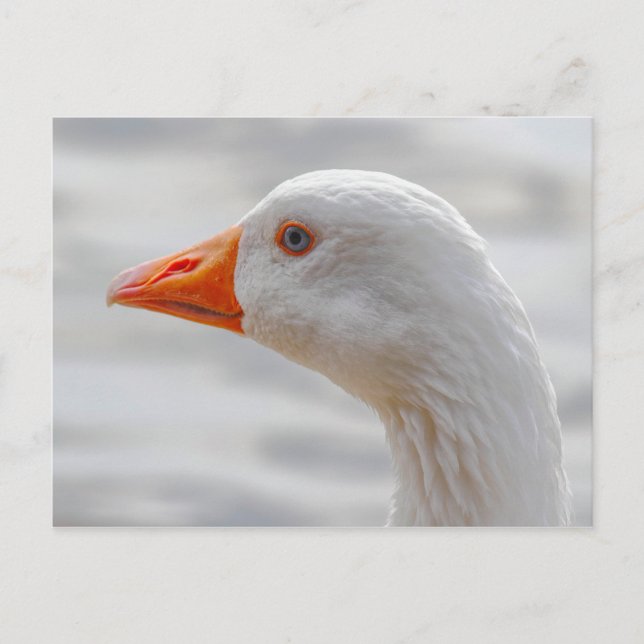 Carte Postale Emden Goose, Roath Park Lake, Cardiff, Pays de Gal (Devant)