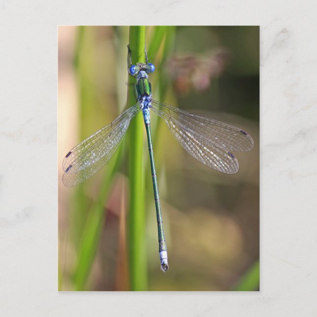 Carte Postale Emerald Damselfly (Devant)