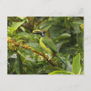 Carte Postale Emerald Toucanet