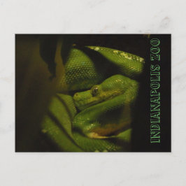 Carte Postale Emerald Tree Boa Indy Zoo Photo