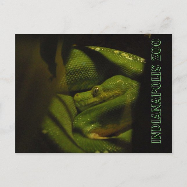 Carte Postale Emerald Tree Boa Indy Zoo Photo (Devant)