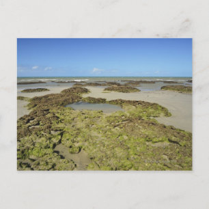 Carte Postale Emmagen Beach, Parc national de Daintree (UNESCO 4