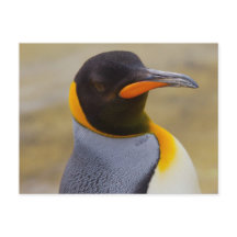 Carte postale Empereur Penguin