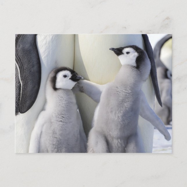 Carte Postale Empereur Pingouin (Devant)