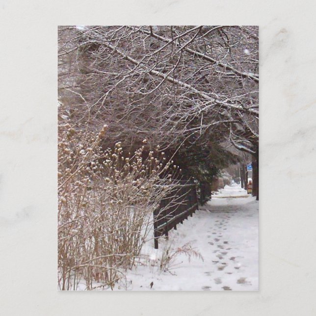 Carte Postale Empreintes dans la neige. (Devant)