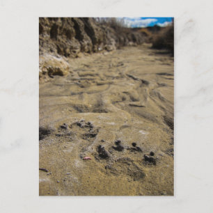 Carte Postale empreintes de pattes