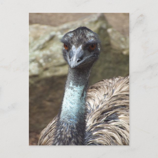 Carte postale Emu (Devant)