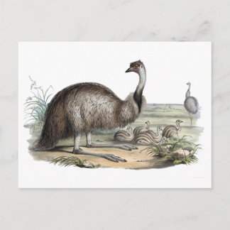 Carte Postale Emu
