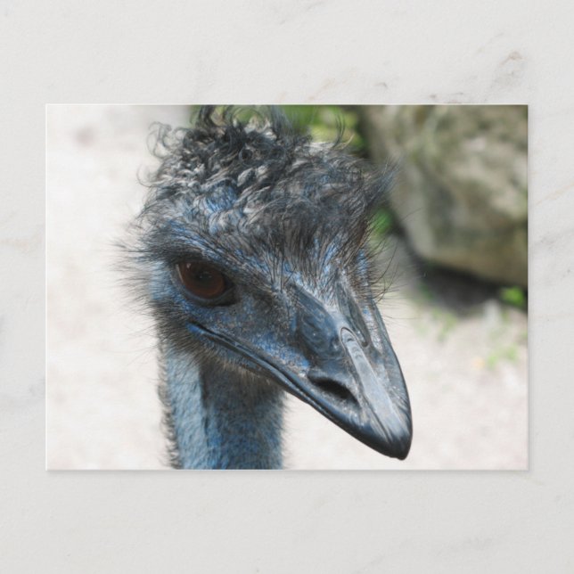 Carte Postale Emu Bird Lookin (Devant)