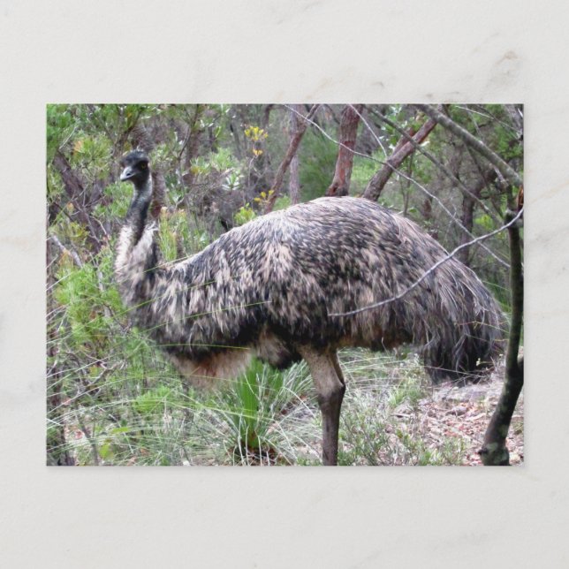 Carte Postale Ému sauvage (Devant)