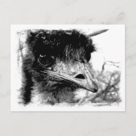 Carte postale Emu Wildlife