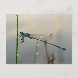 Carte Postale En attente, macro Blue Damselfly