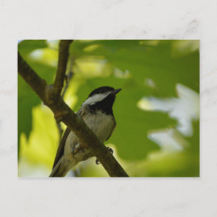 CARTE POSTALE EN CHICKADE NOIRE