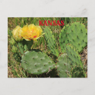 Carte postale en fleurs Kansas Cactus