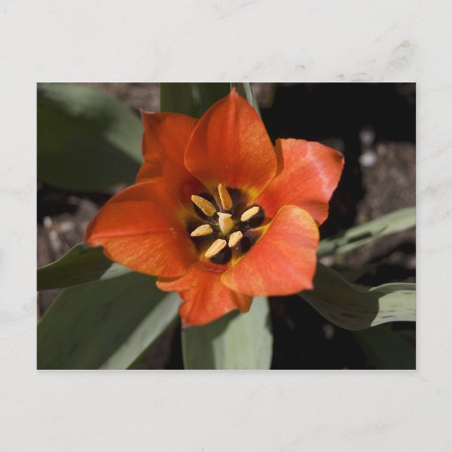 Carte Postale En pleine floraison (Devant)