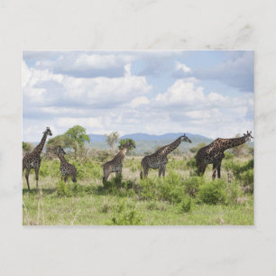 Carte Postale En safari dans le Parc national de Mikumi en Tanza