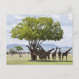 Carte Postale En safari dans le Parc national de Mikumi en Tanza