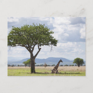 Carte Postale En safari dans le Parc national de Mikumi en Tanza
