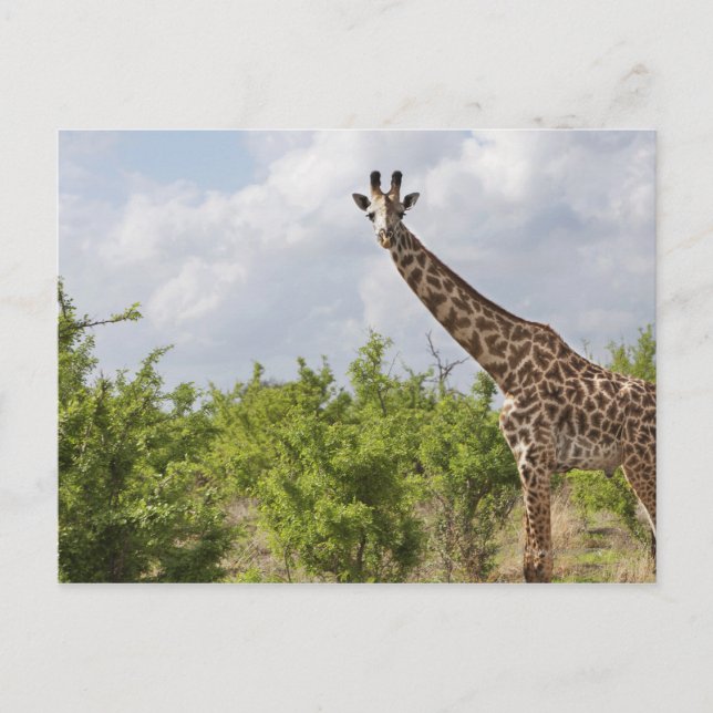 Carte Postale En safari en Tanzanie, Afrique. 2 (Devant)