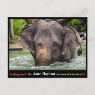 Carte Postale En voie de disparition : Tout sur l'éléphant asiat