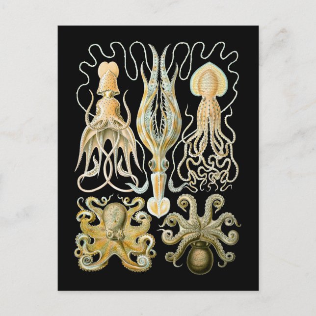 Carte Postale Encornets et pieuvres (Devant)
