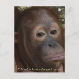 Carte Postale Endangered Species of Wildlife Orangutan