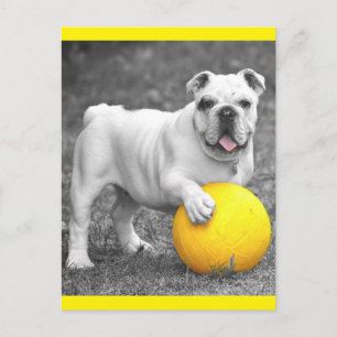 Carte Postale English Bulldog Puppy Dog Postcard