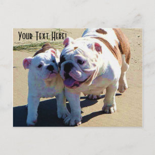 Carte Postale English Bulldogs You Belong With Me