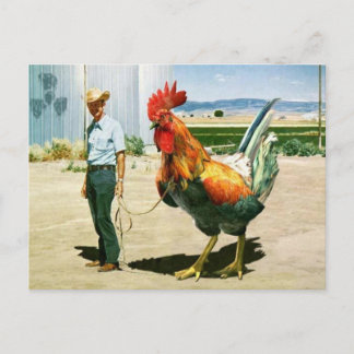 Carte postale énorme Rooster