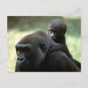 Carte Postale Ensemble de faune - Primates 11