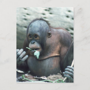 Carte Postale Ensemble faunique - Primates 4