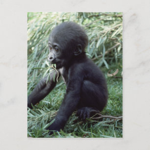 Carte Postale Ensemble faunique - Primates 8