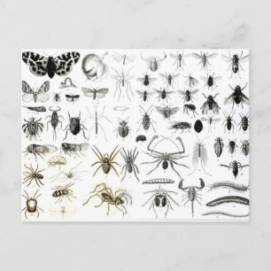 Carte Postale Entomologie, Myriapoda et Arachnides