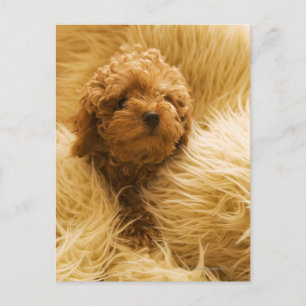 Carte Postale Enveloppé Poodle